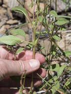 Plancia ëd Clarkia stellata Mosquin