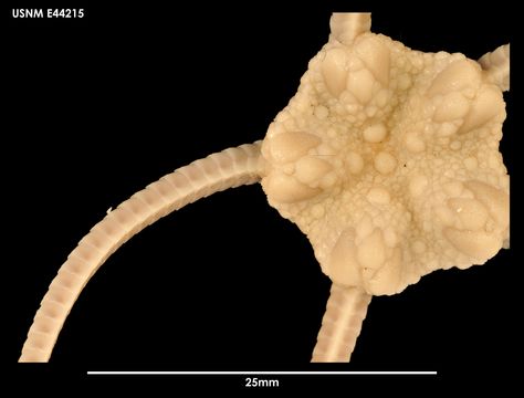 Image of <i>Ophiura</i> (<i>Ophiuroglypha</i>) <i>carinifera</i> (Koehler 1901)