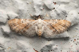 Image of Eupithecia mundiscripta Warren 1907