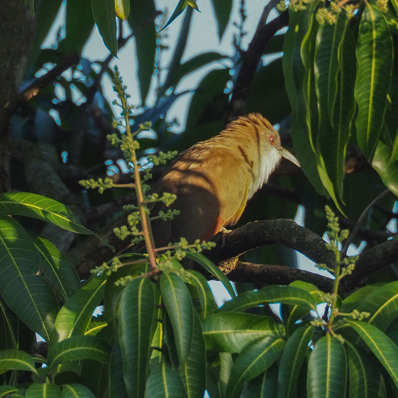 Image of Cuban Lizard-cuckoo