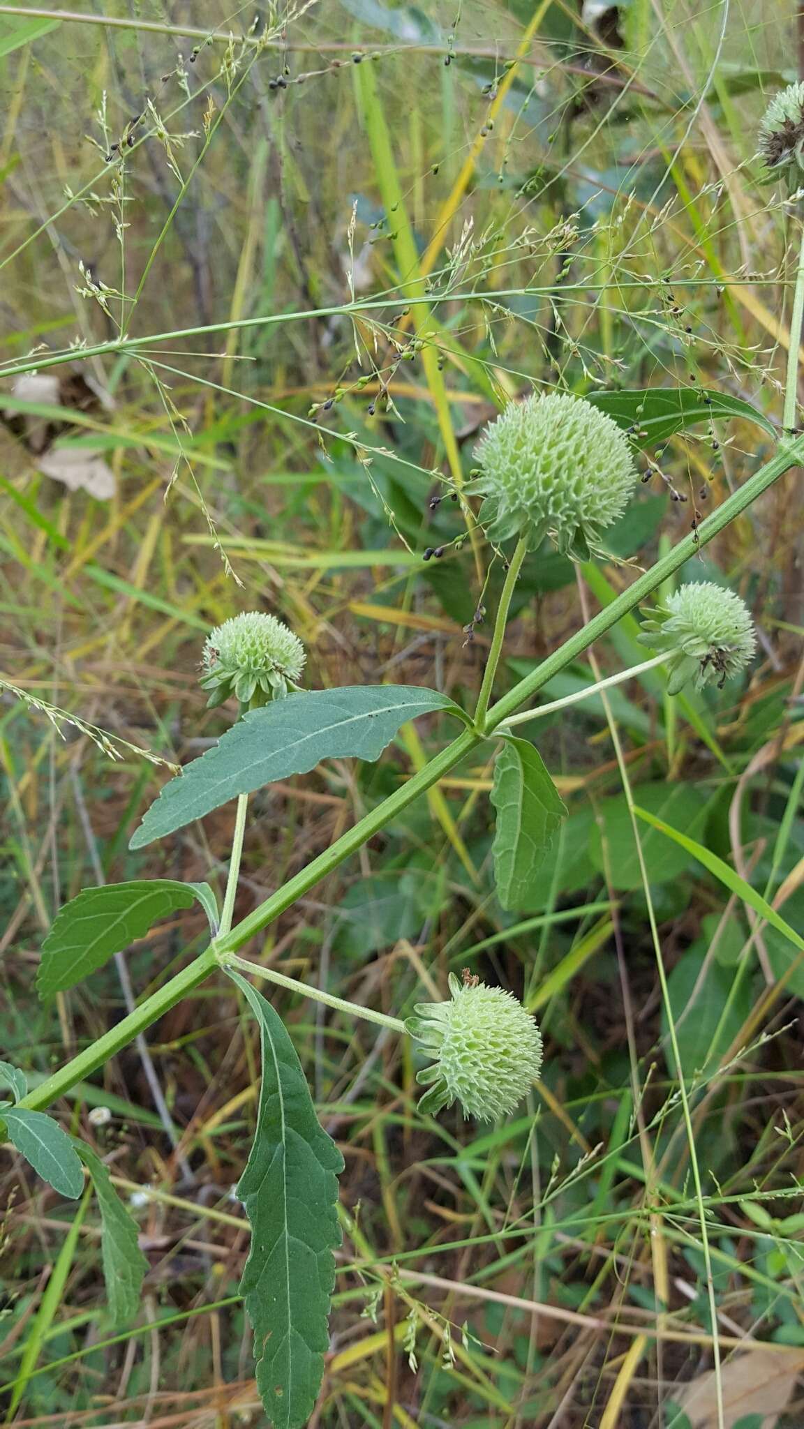 Image of clustered bushmint