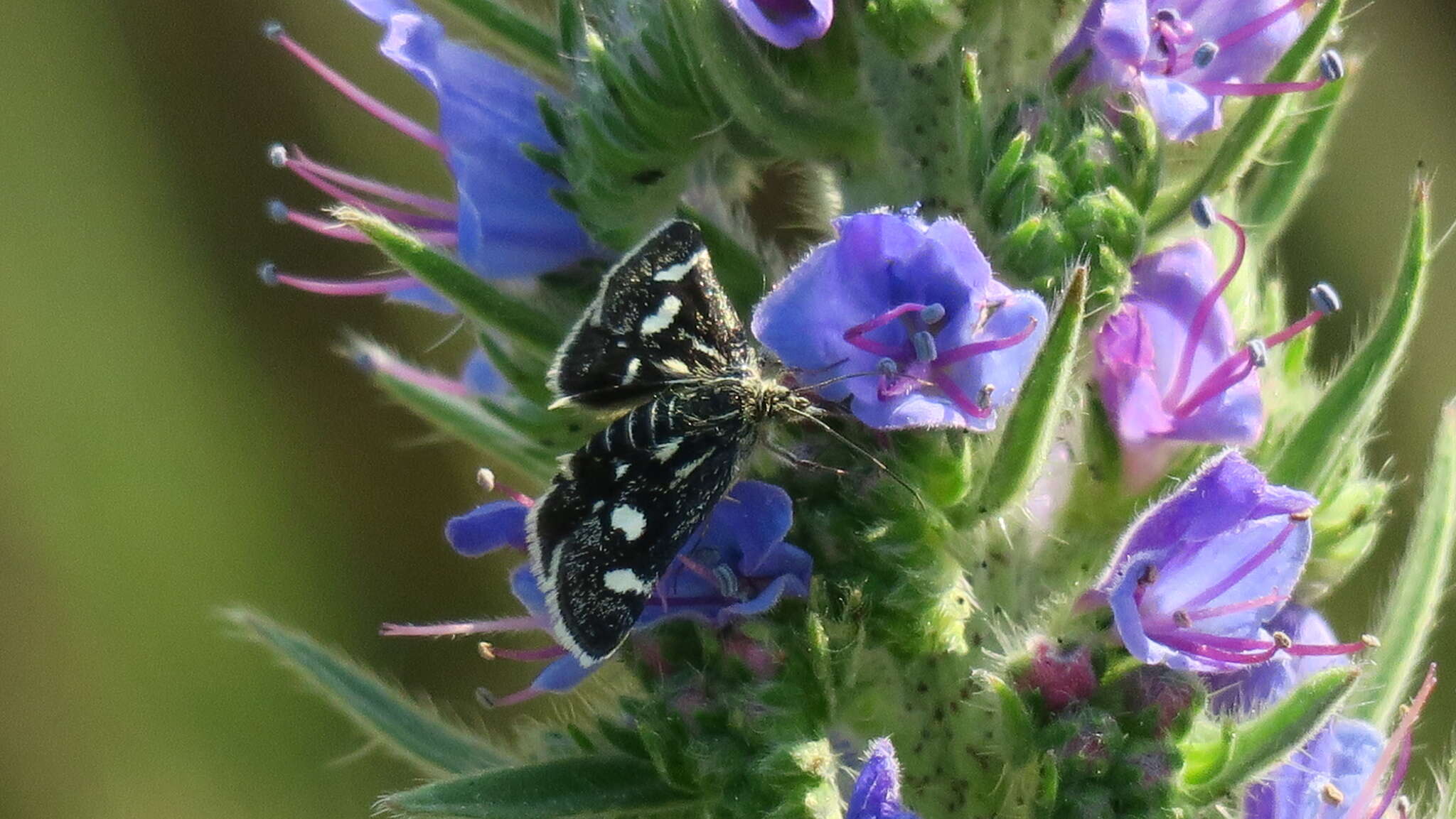 Imagem de Eurrhypis pollinalis