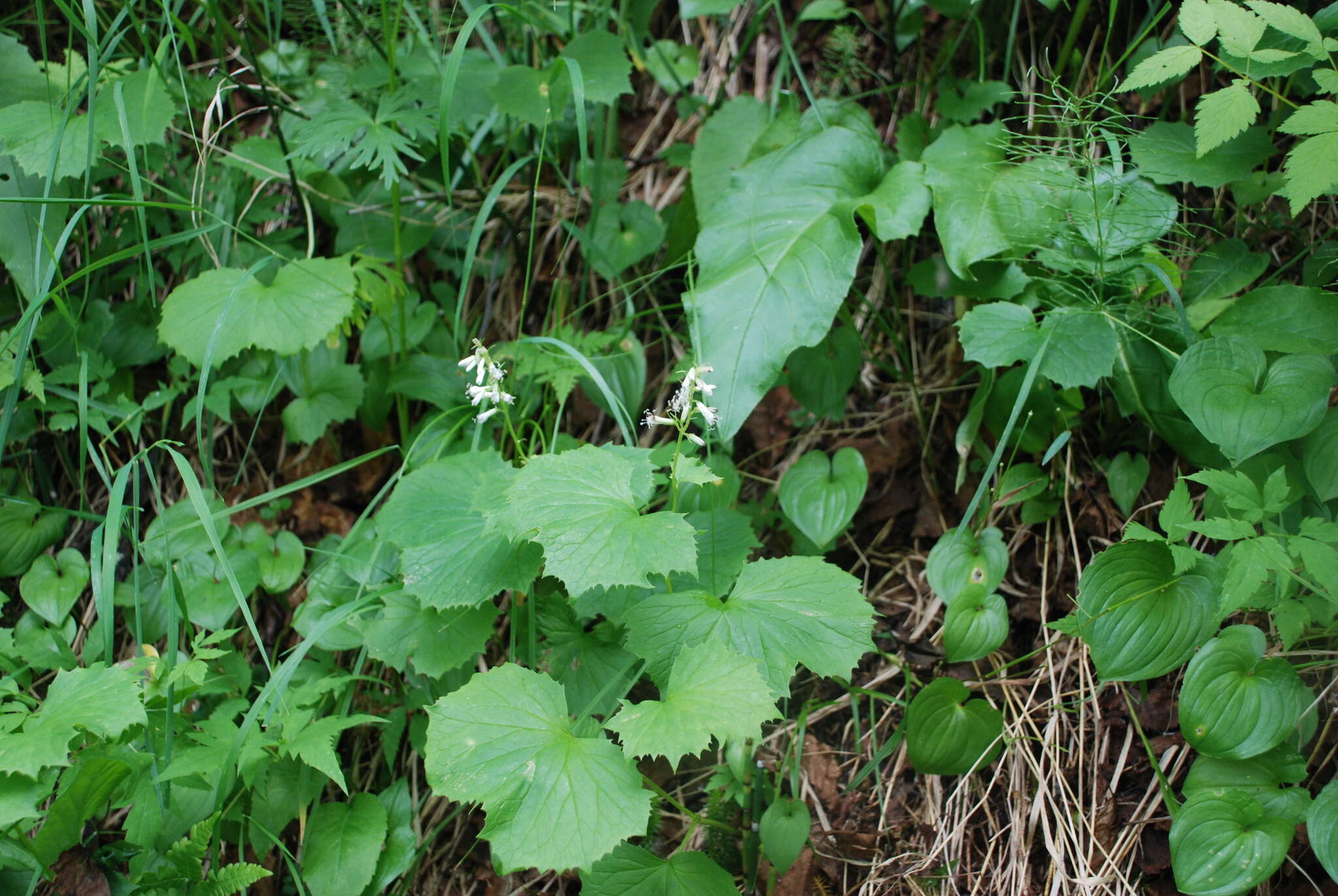 Image of Parasenecio kamtschaticus (Maxim.) Kadota