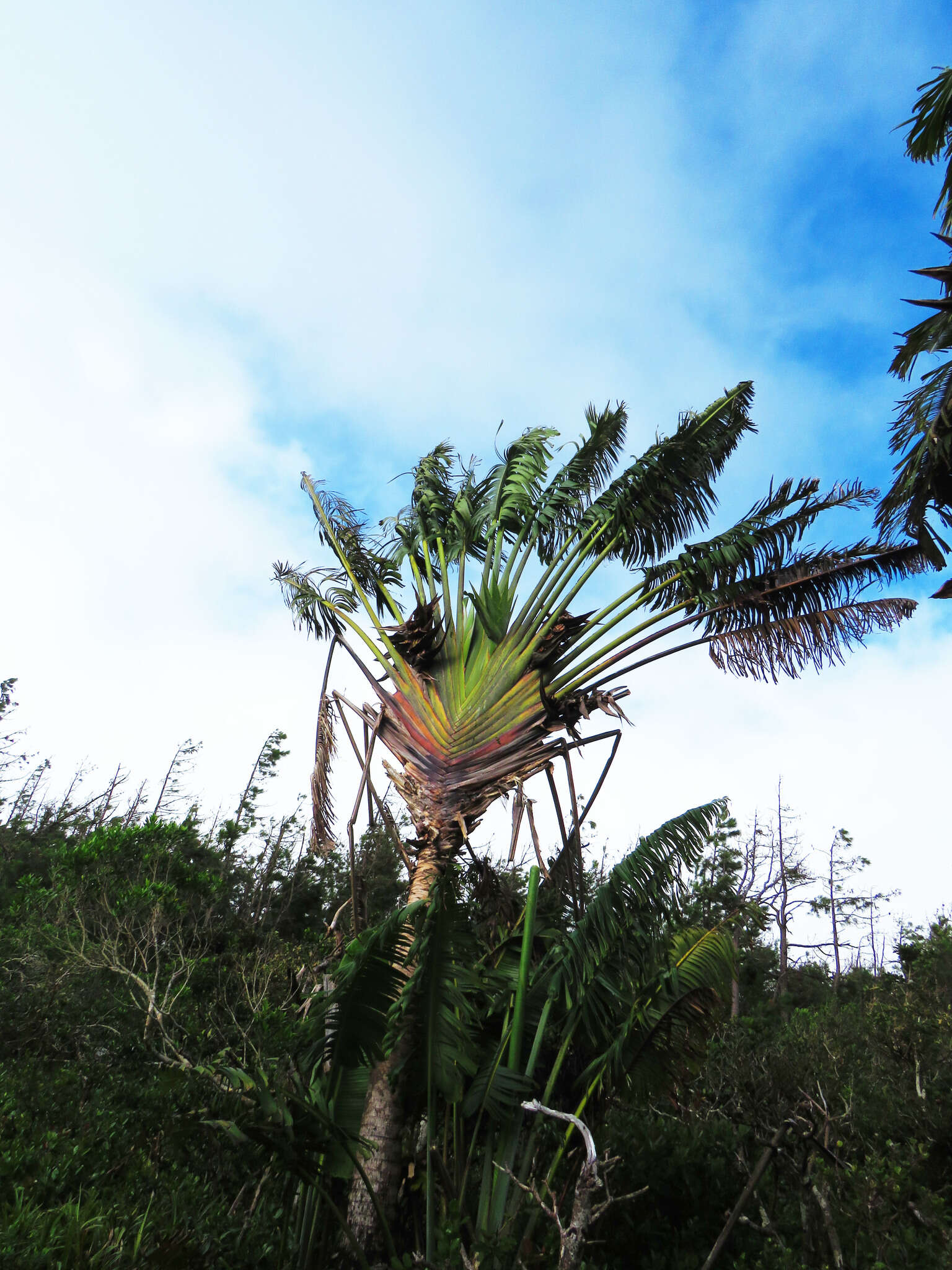 Image of Traveller's Tree