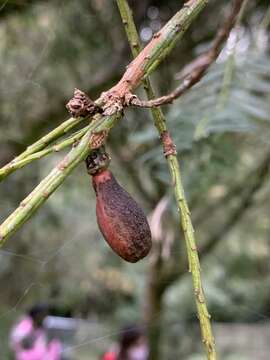 Plancia ëd Cephalotaxus harringtonii var. wilsoniana (Hayata) Kitam.