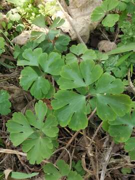 Image of Semiaquilegia adoxoides (DC.) Makino