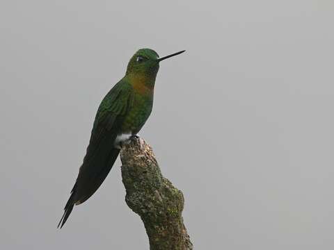 Image of Golden-breasted Puffleg