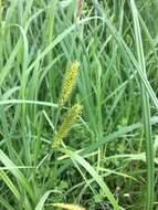 Imagem de Carex lacustris Willd.