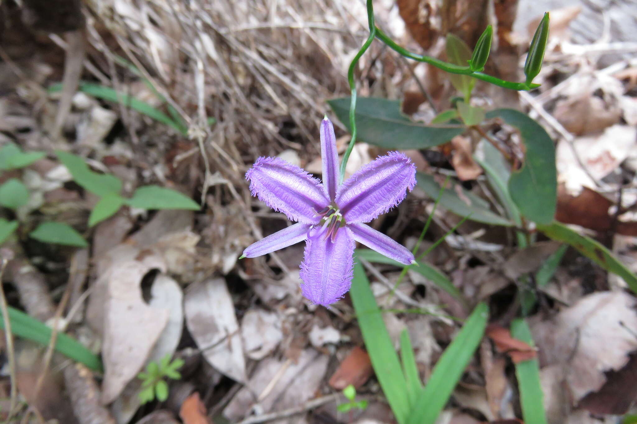 Image of Thysanotus manglesianus Kunth