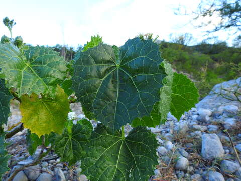 Image de Cnidoscolus rotundifolius (Müll. Arg.) McVaugh