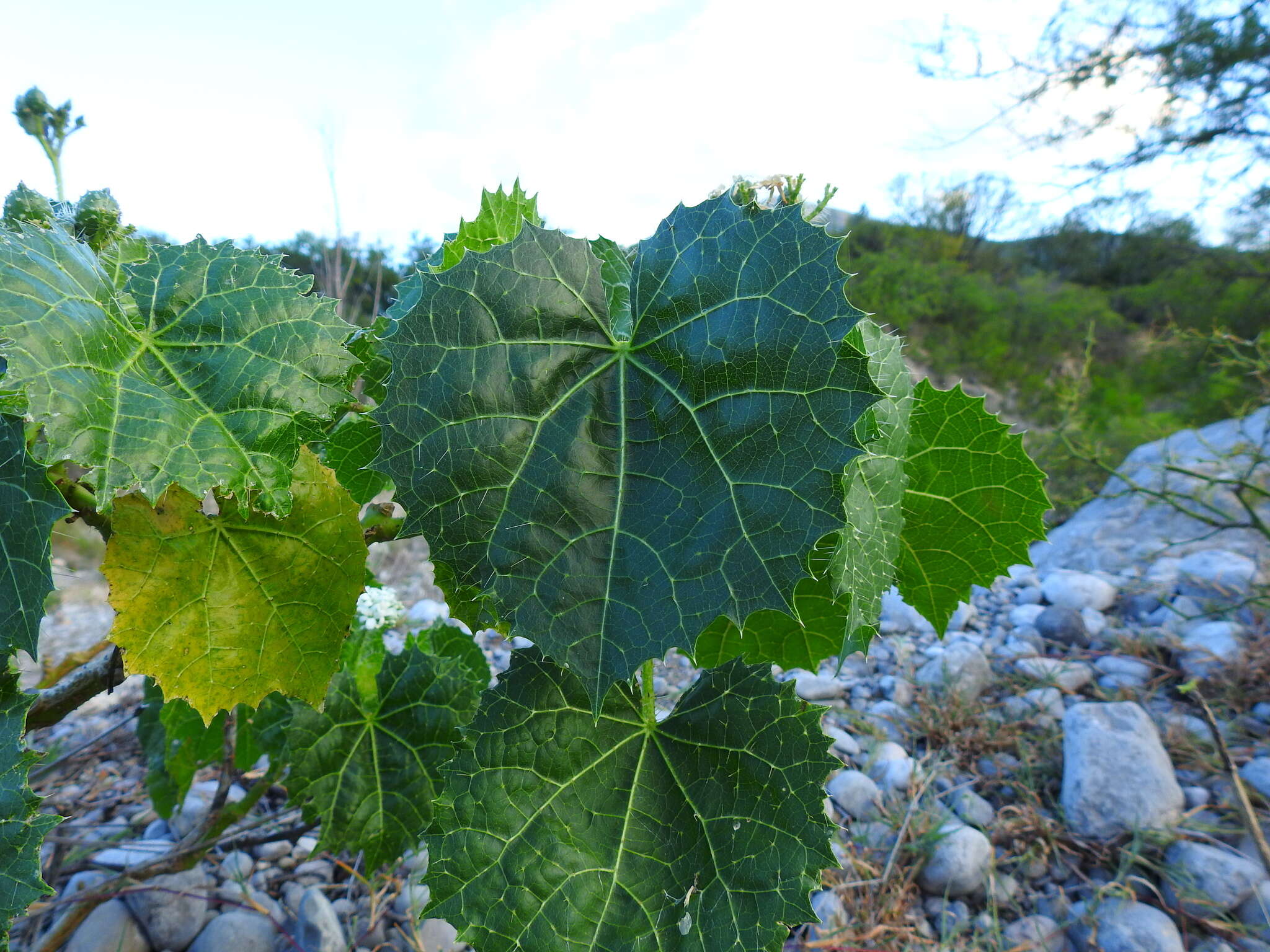 Image of Cnidoscolus rotundifolius (Müll. Arg.) McVaugh