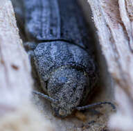 صورة Polycesta californica Le Conte 1857