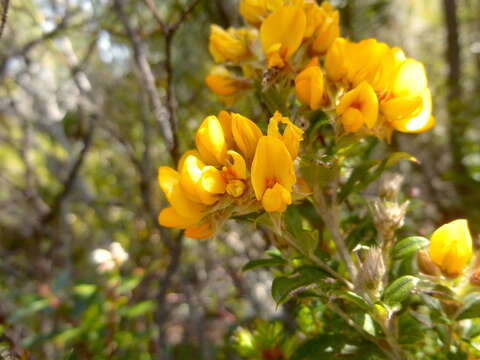 Image of Oxylobium ellipticum (Vent.) R. Br.