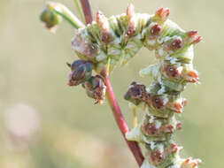 Image of scarce wormwood