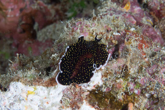 Image of Yellow papillae flatworm