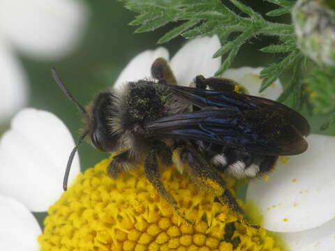 Image of Andrena albopunctata (Rossi 1792)