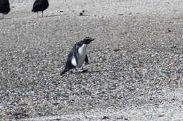 Image of Fiordland Crested Penguin