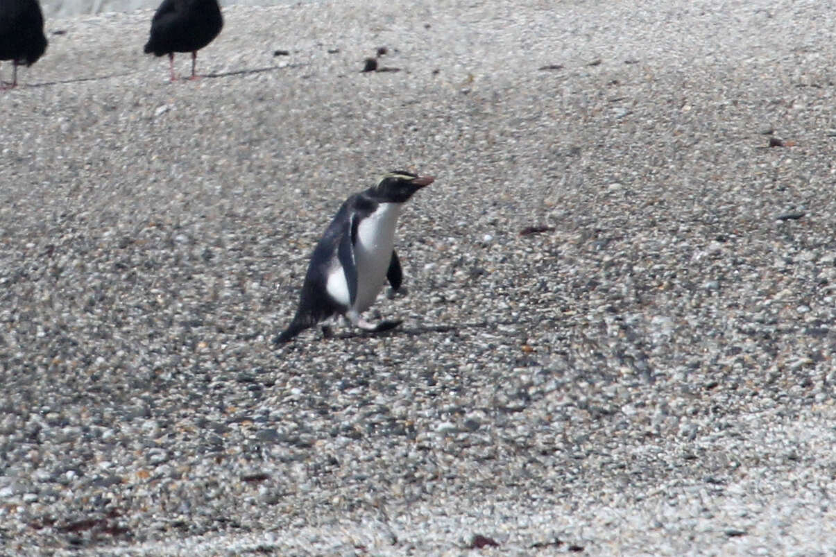 Image of Fiordland Crested Penguin