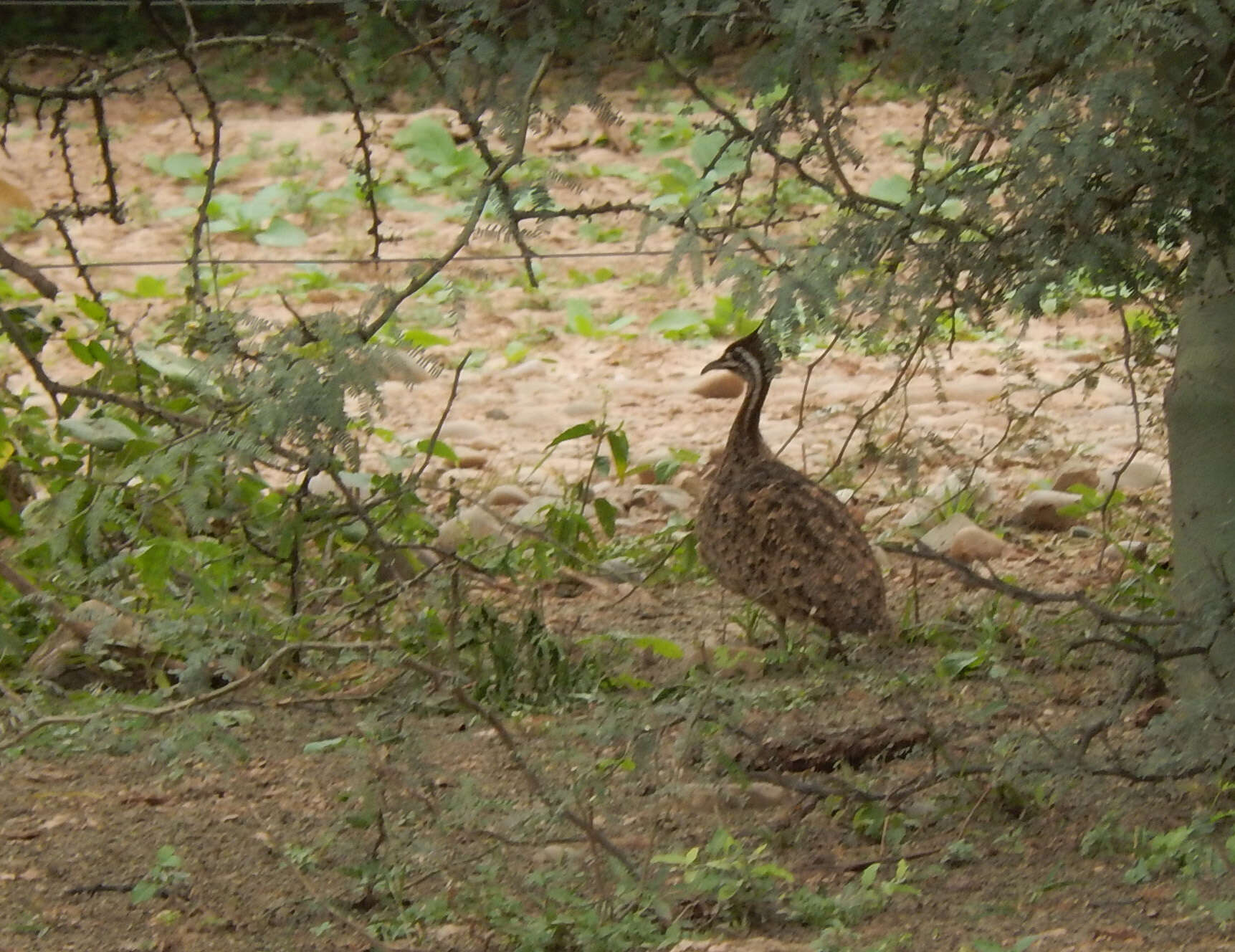 Image of Quebracho Crested Tinamou