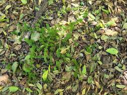 Image of Mexican bedstraw