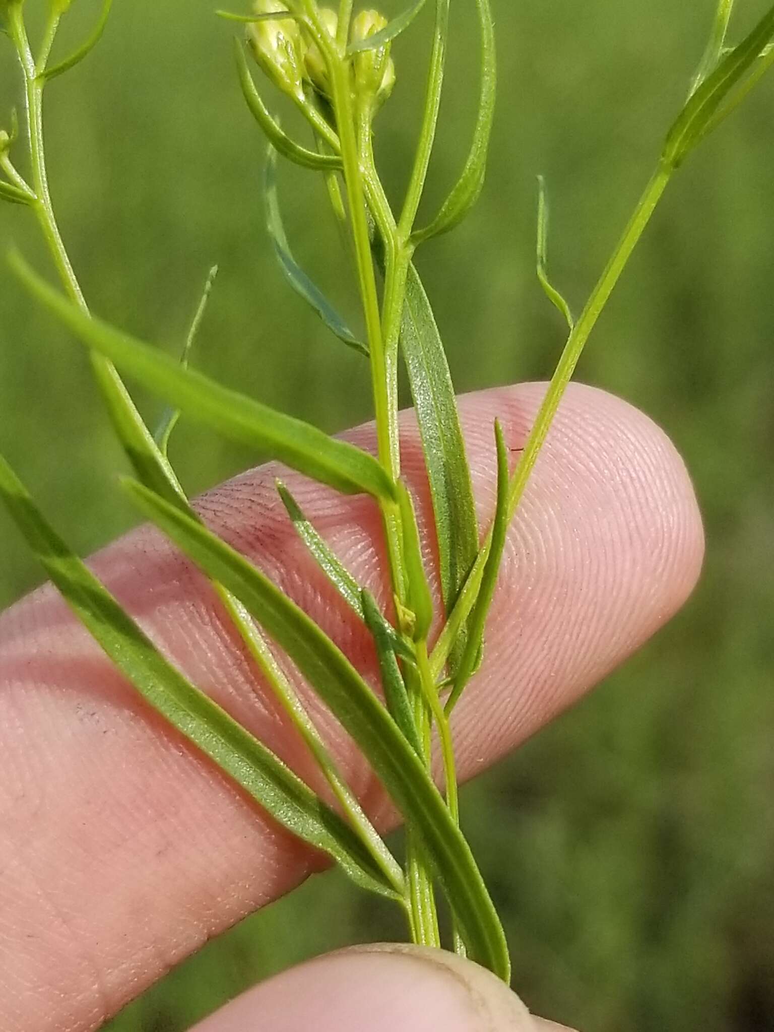 Image of Slender Goldentop