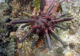 Image of Phyllacanthus parvispinus Tenison-Woods 1878