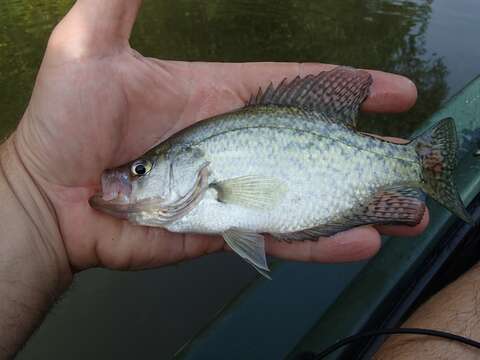 Image of Black Crappie