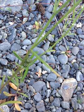 Image of narrowleaf hawksbeard