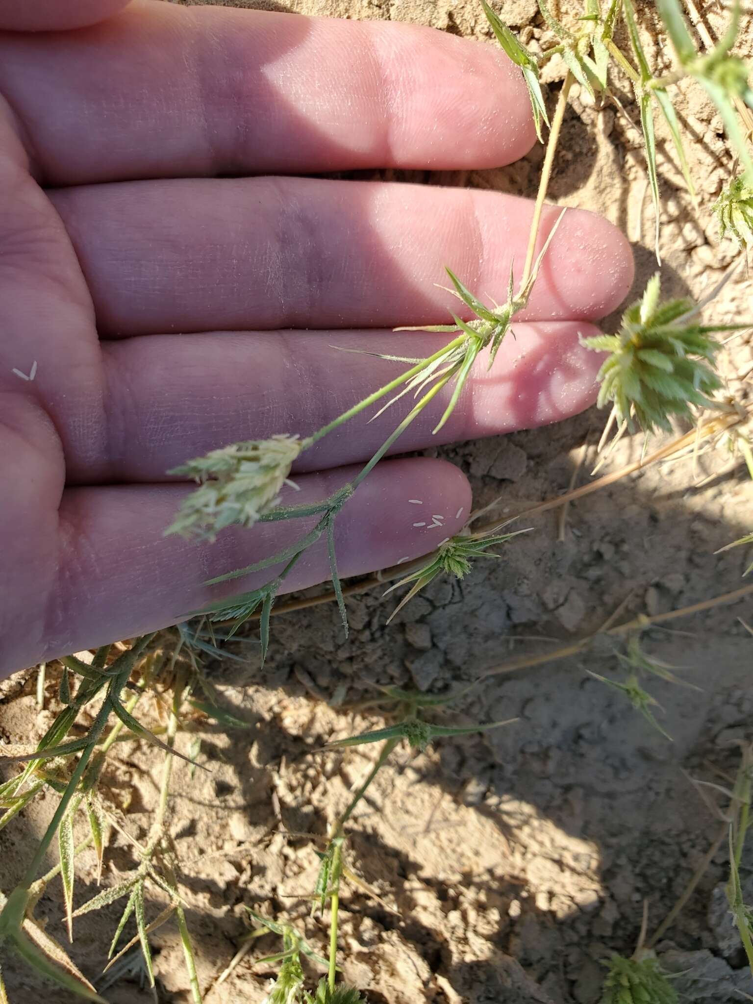 Plancia ëd Eragrostis reptans (Michx.) Nees