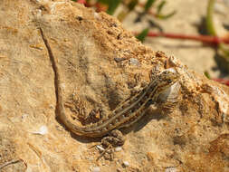 Image of Cozumel Spiny Lizard