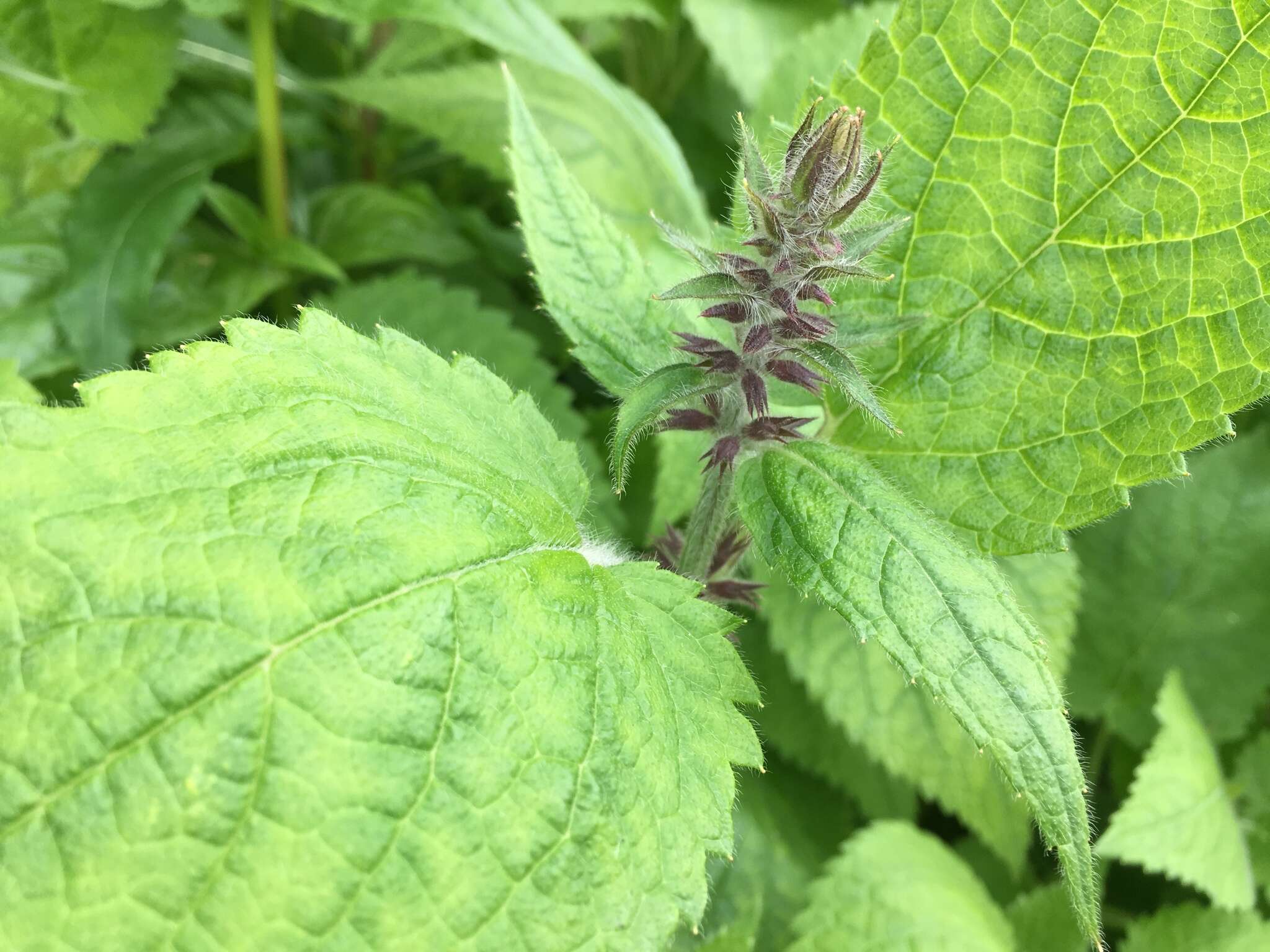 Image of hedge nettle