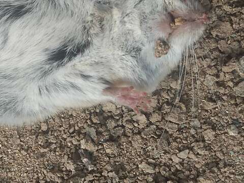 Image of California Deermouse