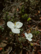 Image de Libertia mooreae Blanchon, B. G. Murray & Braggins