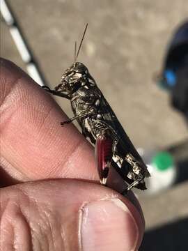 Слика од Melanoplus macclungi Rehn & J. A. G. 1946