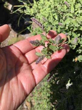 Image of Teucrium salviastrum Schreb.