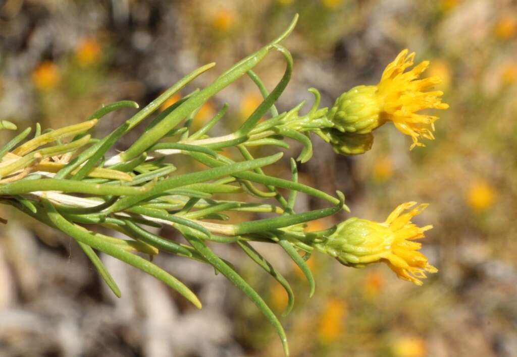 Image of Pteronia pallens L. fil.