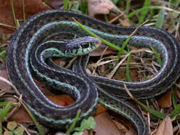 Image of Thamnophis sirtalis similis Rossman 1965