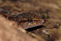 Hemidactylus angulatus Hallowell 1854 resmi