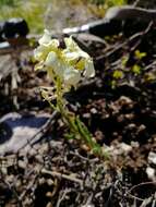 Image of Erysimum flavum subsp. altaicum (C. A. Mey.) Polozhij