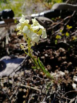 Image of Erysimum flavum (Georgi) Bobrov