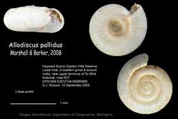 Plancia ëd Allodiscus pallidus B. A. Marshall & Barker 2008