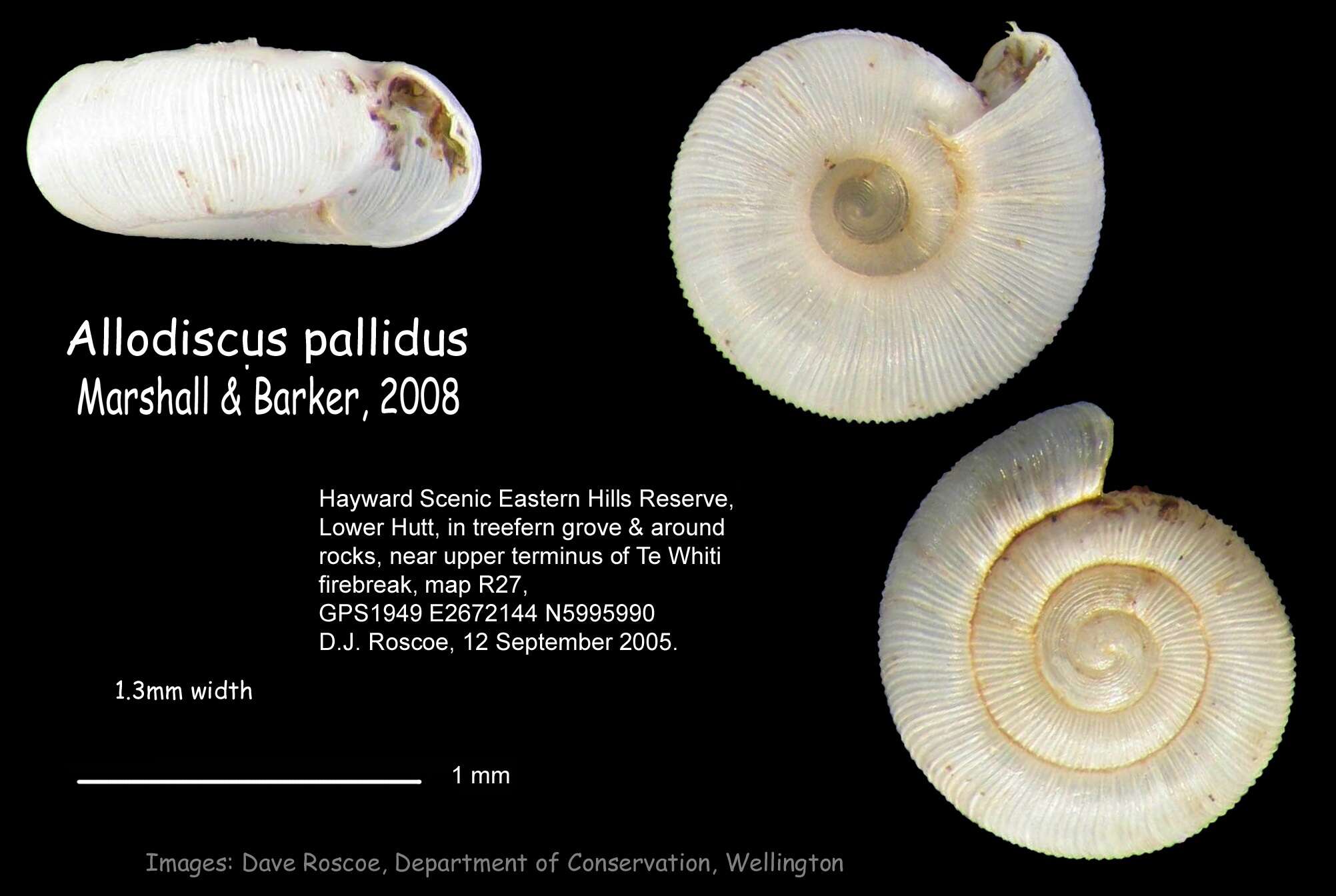 Image of Allodiscus pallidus B. A. Marshall & Barker 2008