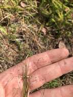 Imagem de Muhlenbergia torreyana (Schult.) Hitchc.