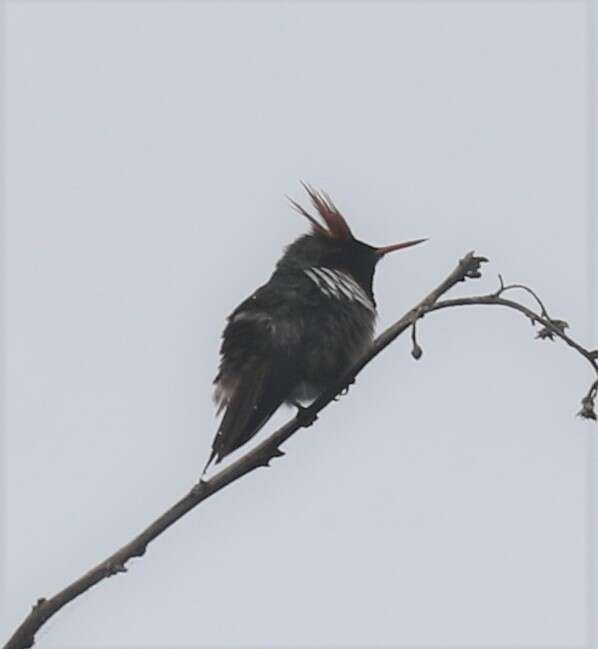 Lophornis magnificus (Vieillot 1817) resmi