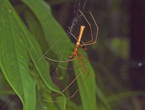 Image of Tetragnatha rubriventris Doleschall 1857