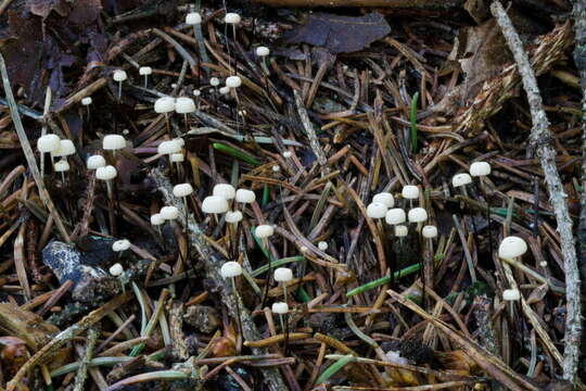 Imagem de Marasmius wettsteinii Sacc. & P. Syd. 1899