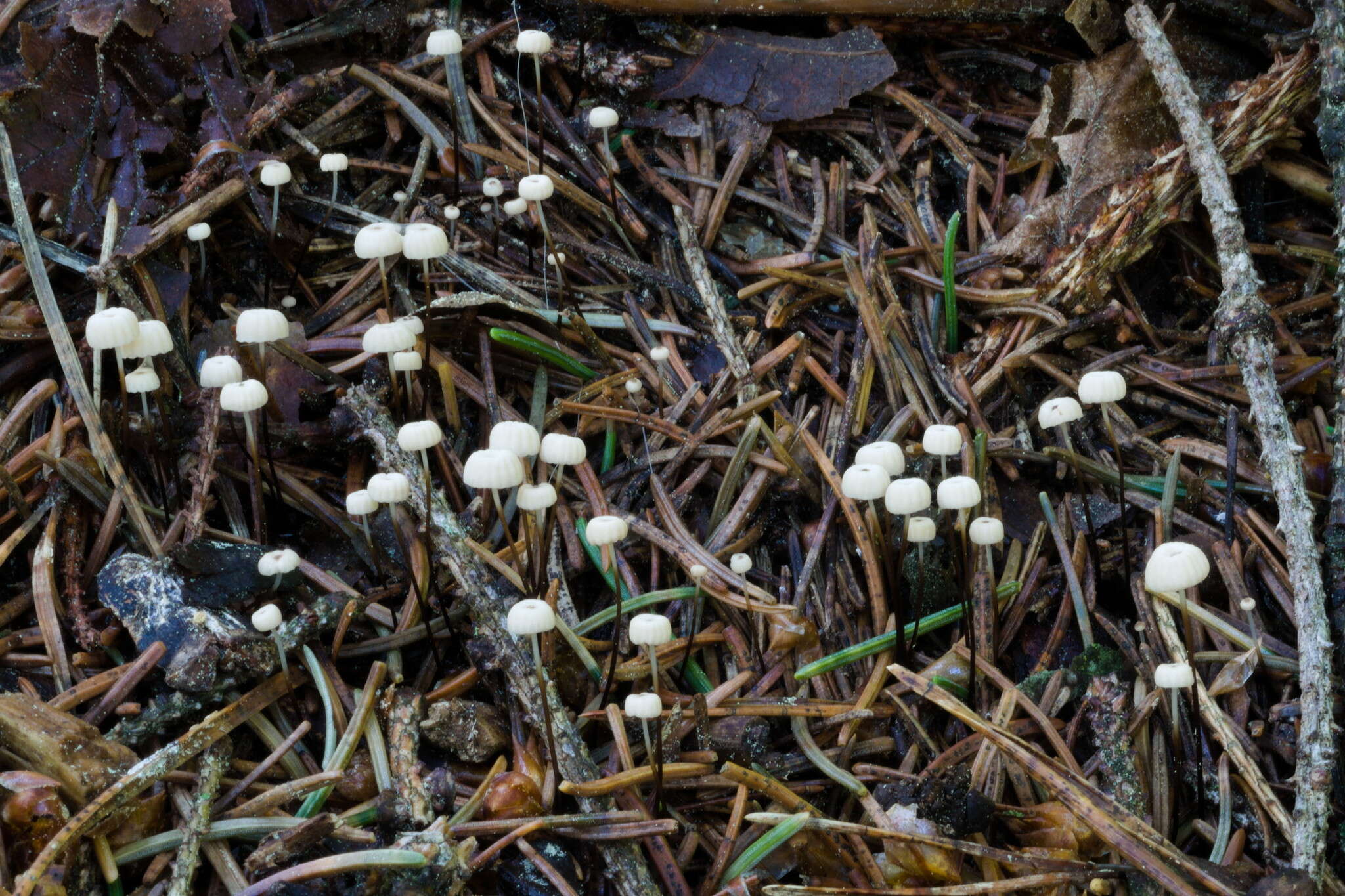 Image of Marasmius wettsteinii Sacc. & P. Syd. 1899