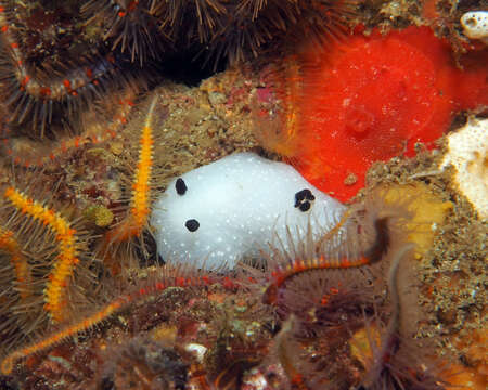 Image de Cadlina limbaughorum Lance 1962