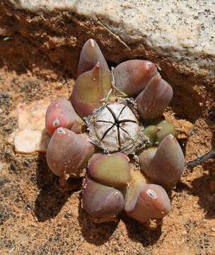 Image of Glottiphyllum fergusoniae L. Bol.