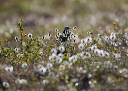 Image of Smith's Longspur